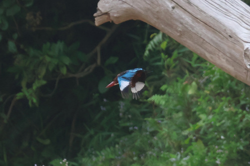 White-throated Kingfisher