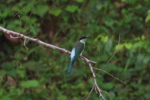 Blue-throated Bee-eater