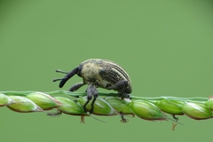 Sternuchopsis fabricii