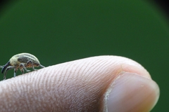 Sternuchopsis fabricii