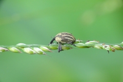 Sternuchopsis fabricii