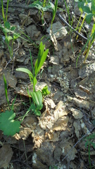 Polygonatum humile