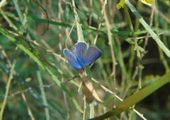 Leptotes trigemmatus