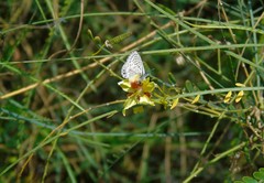 Leptotes trigemmatus
