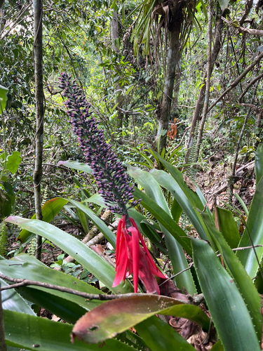 Aechmea paniculigera