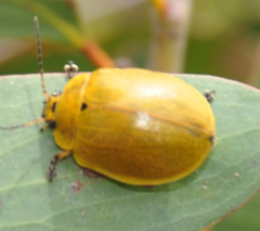 Paropsis augusta