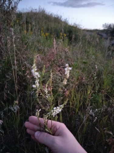 White Sweetclover
