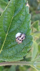 Harmonia axyridis