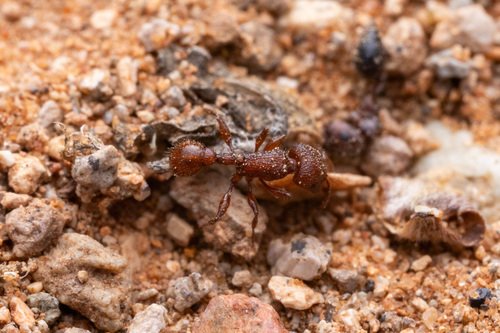 Pogonomyrmex imberbiculus