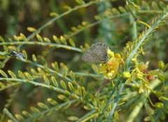 Leptotes trigemmatus