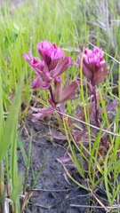 Castilleja ambigua humboldtiensis