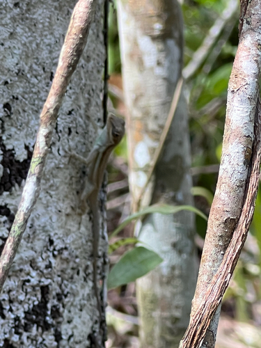 Bluefields Anole