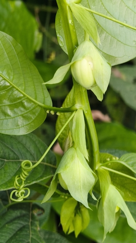 Passiflora quadrangularis observed 2026-08-23