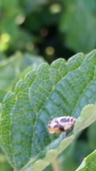 Harmonia axyridis