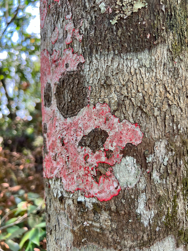 Christmas lichen