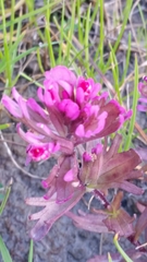 Castilleja ambigua humboldtiensis