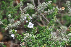 Prostanthera cuneata