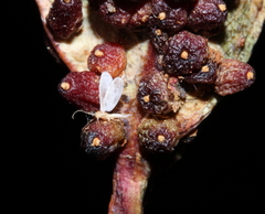 Apiomorpha ovicoloides