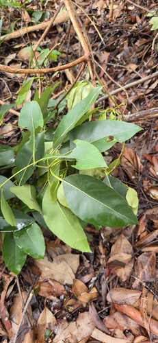 Lophostemon confertus observed 2026-08-24