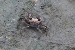 Orisarma patshuni