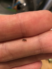 Diptera