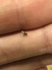 Diptera