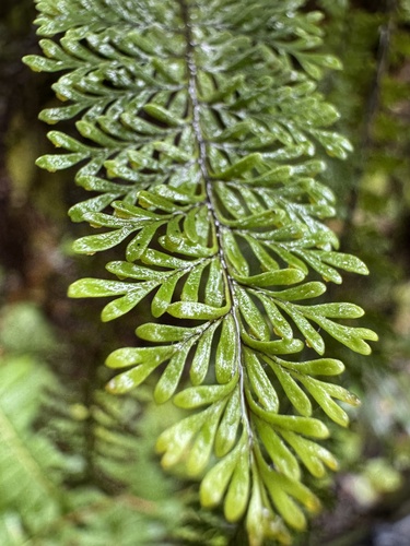 Adenophorus tamariscinus observed 2026-08-24