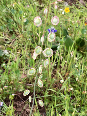 Thysanocarpus radians