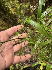 Dianella sandwicensis, photograph (c) Brynn Fricke, some rights reserved (CC BY)