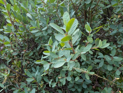 bog bilberry