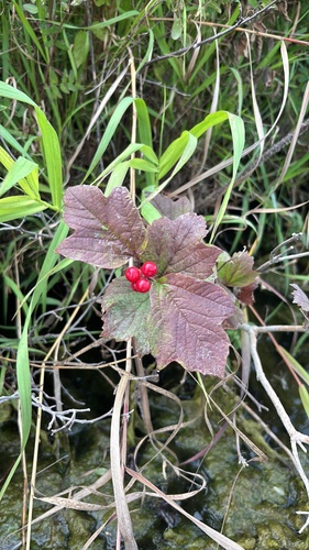 guelder-rose