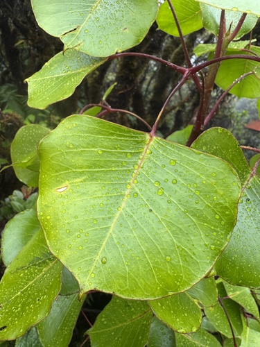 Cheirodendron platyphyllum observed 2026-08-24