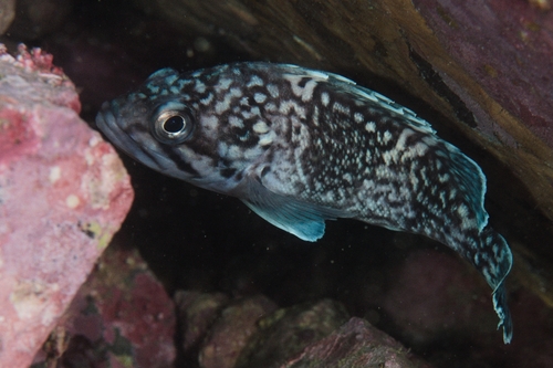 Fox rockfish (Sebastes vulpes) — Sebastidae — 5