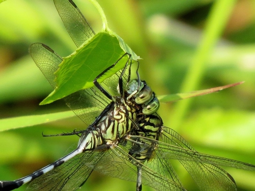 Slender Skimmer, Ubud, Gianyar, Bali, Indonesia, photo 5 of 10
