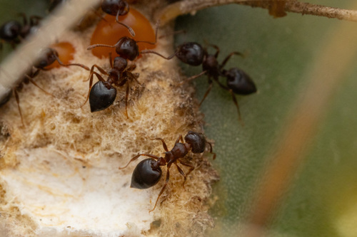 Crematogaster larreae