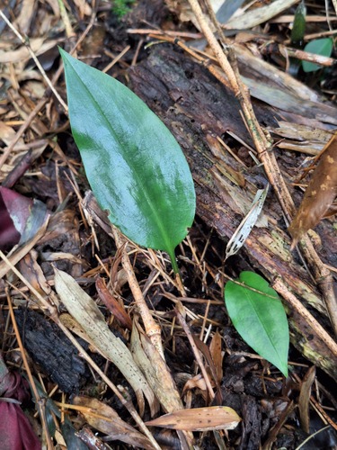 Cryptostylis arachnites observed 2026-08-23