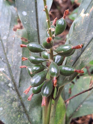 Alpinia japonica observed 2026-08-23