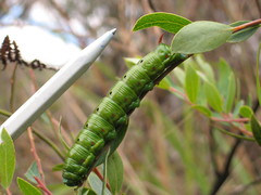 Hyles biguttata