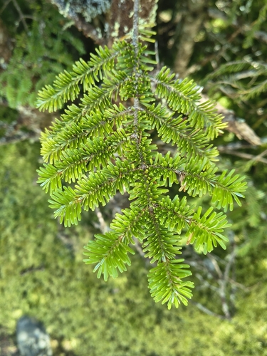 Abies fraseri, photograph 4
