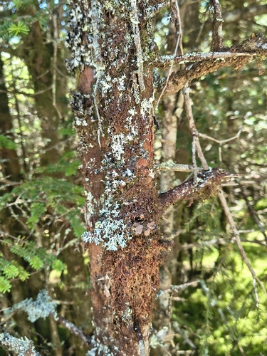Abies fraseri, photograph 5
