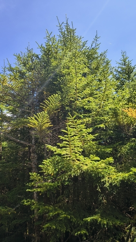 Abies fraseri, photograph 6