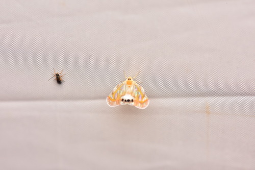 Rhotana maculata, 2026-08-24