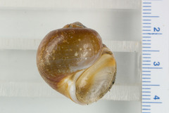 Cryptonatica affinis