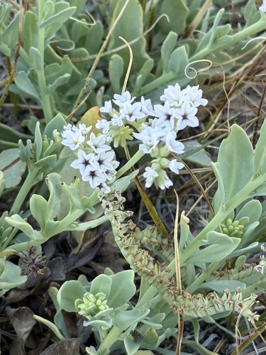 alkali heliotrope