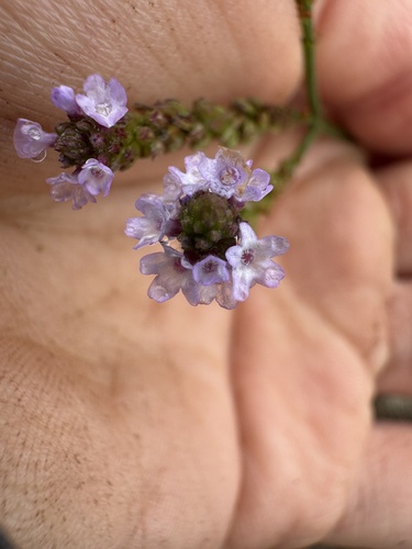 Verbena litoralis observed 2026-08-24