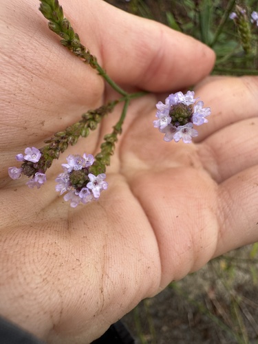 Verbena litoralis, photograph 2