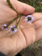 Verbena litoralis, photograph (c) Brynn Fricke, some rights reserved (CC BY)