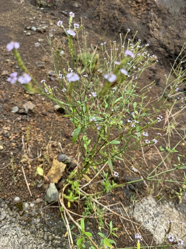 Verbena litoralis, photograph 3