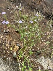 Verbena litoralis, photograph (c) Brynn Fricke, some rights reserved (CC BY)