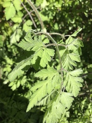 Chaerophyllum temulum